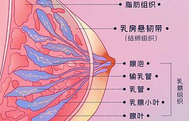 懸韌帶修復(fù)儀如何修復(fù)胸部懸韌帶？搭配按摩手法效果更好？